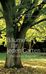 Andrew McIndoe; Rosamond McIndoe: Bäume für jeden Garten, Buch