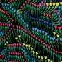 Eine Illustration mit bunten Blumenreihen und grünem Laub auf schwarzem Hintergrund., CD