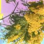 Four Tet: Into Dust (Still Falling), MAX