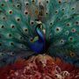 Opeth: Sorceress (180g) (Black Vinyl), 2 LPs