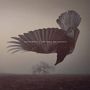 Text: "KATATONIA | THE FALL OF HEARTS". Im Hintergrund fliegt ein Krähenvogel über eine karge Landschaft mit Baum., 2 LPs