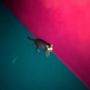 !!! (Chk Chk Chk): Wallop (Limited Edition) (Green & Pink Vinyl), LP,LP