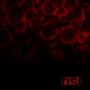 OSI: Blood (180g) (Limited Edition), LP,LP