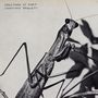 "CREATURE OF HABIT COURTNEY BARNETT." Eine Nahaufnahme einer Gottesanbeterin, monochrom, auf einem Blatt., LP