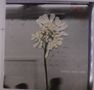 Daughter: Stereo Mind Game, LP