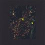 Dark Sky: The Passenger/The Walker (Roman Flügel Remix), MAX