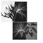 Andrew Pekler: New Environments & Rhythm Studies, LP
