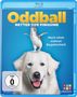 Stuart McDonald: Oddball - Retter der Pinguine (Blu-ray), BR