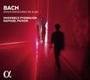Johann Sebastian Bach: Messen BWV 234 & 235, CD