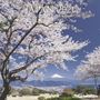 : Japan - Country of Cherry Blossoms 2021 - Broschürenkalender, Div.