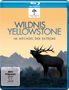Joe Kennedy: Wildnis Yellowstone - Im Wechsel der Extreme (Blu-ray), BR