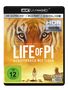 Ang Lee: Life of Pi (Ultra HD Blu-ray & Blu-ray), UHD,BR