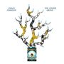 Text: "Chuck Johnson The Cinder Grove". Illustration eines abstrakten, verzweigten Baums mit blauen Punkten., CD
