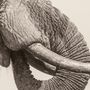 Keine Texte vorhanden. Ein Elefantenrüssel mit sichtbarem Stoßzahn, Nahaufnahme der Hautfalten., LP