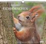 : Geliebte Eichhörnchen 2026 - DUMONT Wandkalender - mit den wichtigsten Feiertagen - Format 38,0 x 35,5 cm, KAL