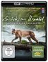 Zurück zum Urwald - Nationalpark Kalkalpen (Ultra HD Blu-ray), Ultra HD Blu-ray