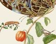Maria Sibylla Merian: Maria Sibylla Merians Schmetterlinge - Gästebuch, Buch, Buch