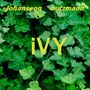 Frieder Butzmann: Ivy, LP