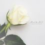 Heart In Hand: A Beautiful White, CD