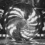 Press To Meco: Transmute, LP, LP
