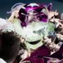 Es gibt keinen Text im Bild. Eine abstrakte, verzerrte Anordnung von Formen und Farben mit violetten und grünen Tönen., LP