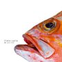 Clara Luzia: We Are Fish, CD, CD