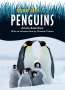 Anita Sanchez: Save The... Penguins, Buch