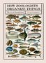 David Bainbridge: How Zoologists Organize Things: The Art of Classification, Buch