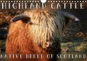 Martina Cross: Highland Cattle - Native Breed of Scotland (Wall Calendar 2021 DIN A4 Landscape), Div.