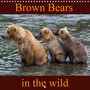 Max Steinwald: Brown Bears in the wild (Wall Calendar 2021 300 × 300 mm Square), KAL