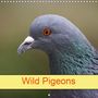 K. A. Kattobello: Wild Pigeons (Wall Calendar 2021 300 × 300 mm Square), KAL
