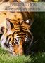 Dominique Leroy: Wildlife in the African Savannah (Wall Calendar 2021 DIN A4 Portrait), KAL