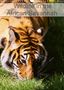 Dominique Leroy: Wildlife in the African Savannah (Wall Calendar 2021 DIN A3 Portrait), KAL