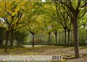 Martiniano Ferraz: Autumn Nuances (Wall Calendar 2021 DIN A3 Landscape), KAL