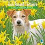 K. A. Calvendo: Jack Russell Terriers: Lively and playful (Wall Calendar 2021 300 × 300 mm Square), Div.