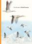 Ana Sampson: The Book of Bird Poems, Buch