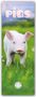 Carousel Calendar: Pigs - Ferkel - Schweinchen 2025 - Slimline-Kalender, Kalender