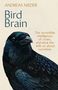 Text: "Bird Brain", "Professor Andreas Nieder", "Cover to be revealed", "doubleday". Hintergrund: Hellblau. Logo: stilisierter Vogel.
