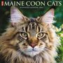 Willow Creek Press: Just Maine Coon Cats 2024 12 X 12 Wall Calendar, KAL