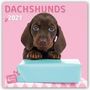 Myrna Huijing: Adorable Dachshunds - Dackel 2021 - 18-Monatskalender, KAL