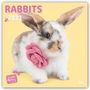 Myrna Huijing: Rabbits Rule - Kaninchen 2021 - 18-Monatskalender, Kalender