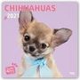 Myrna Huijing: Too Cute Chihuahua - Chihuahuas 2021 - 18-Monatskalender, KAL