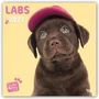 Myrna Huijing: Lovable Labrador - Labrador Retriever 2021 - 18-Monatskalender, Kalender
