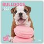 Myrna Huijing: Bullish for Bulldogs - Bulldoggen 2021 - 18-Monatskalender, Kalender