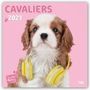 Myrna Huijing: Dear Cavalier - Cavalier King Charles Spaniel 2021 - 18-Monatskalender, Kalender