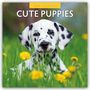 Robin Red: Cute Puppies - Niedliche Hundewelpen 2025 - 16-Monatskalender, Kalender
