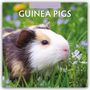 Robin Red: Guinea Pigs - Meerschweinchen 2025 - 16-Monatskalender, Kalender