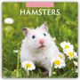 Robin Red: Hamsters - Hamster 2025 - 16-Monatskalender, Kalender