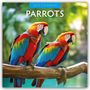 Robin Red: Parrots - Papageien 2025 - 16-Monatskalender, Kalender