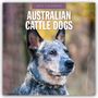 Australian Cattle Dogs - Australian Cattle Dog 2025 - 16-Monatskalender, Kalender